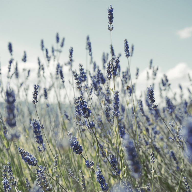 Inhaltsstoff Lavendel