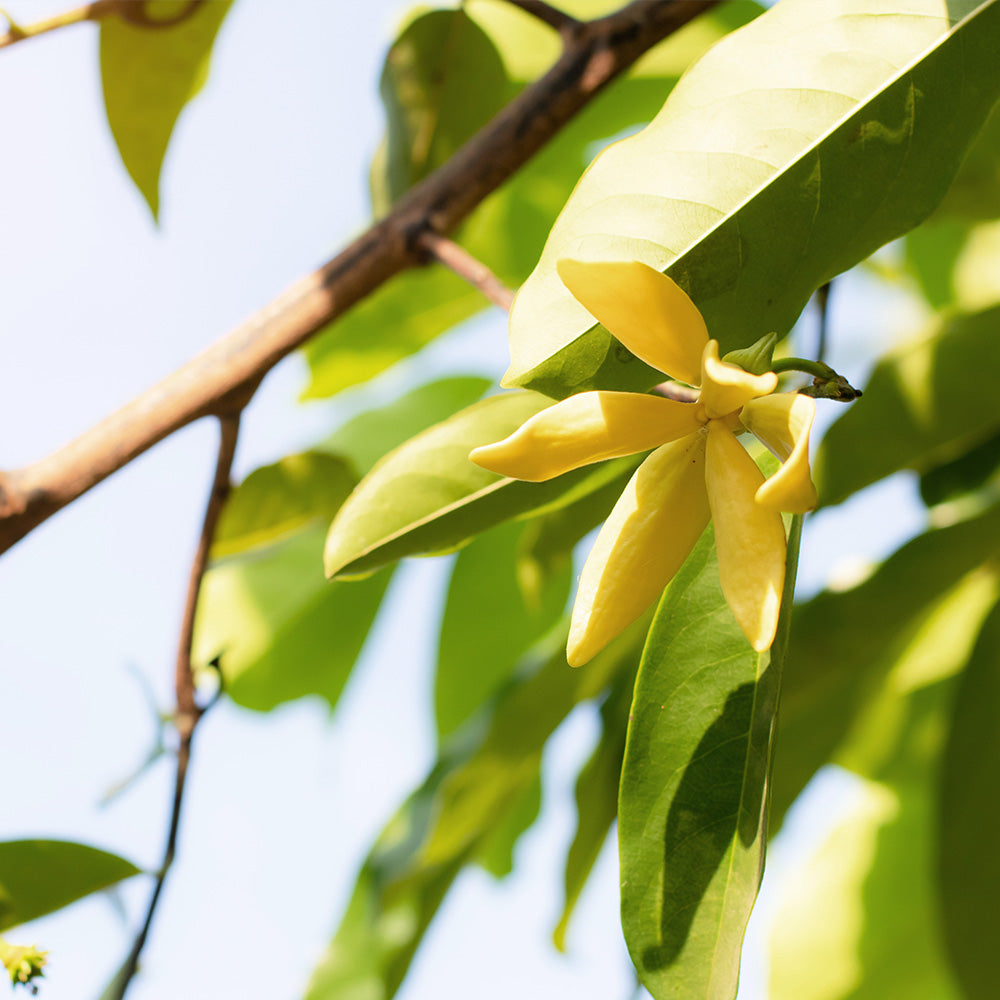 UNSERE INHALTSSTOFFE – YLANG-YLANG