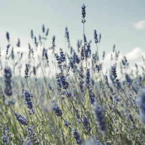 Inhaltsstoff Lavendel