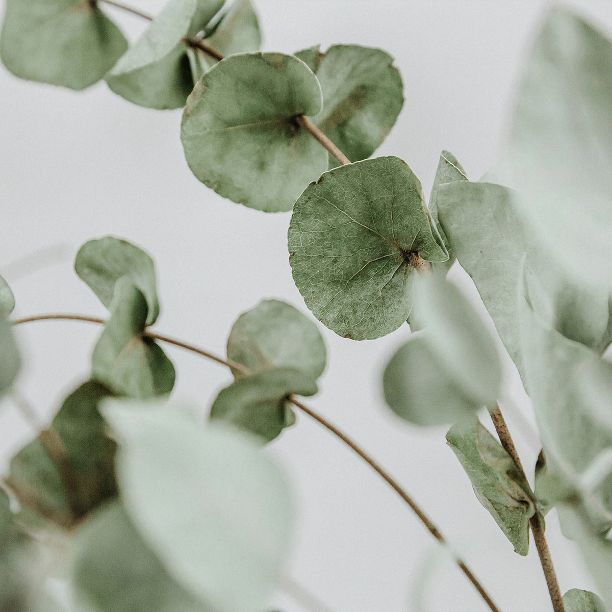 UNSERE INHALTSSTOFFE – EUKALYPTUS